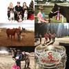 horseyluv